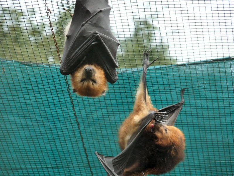 Mauritian Fruit Bats, kommen hier häufig vor, auch bei uns im Garten