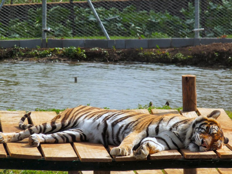 Tiger träumt von dicken Weissen