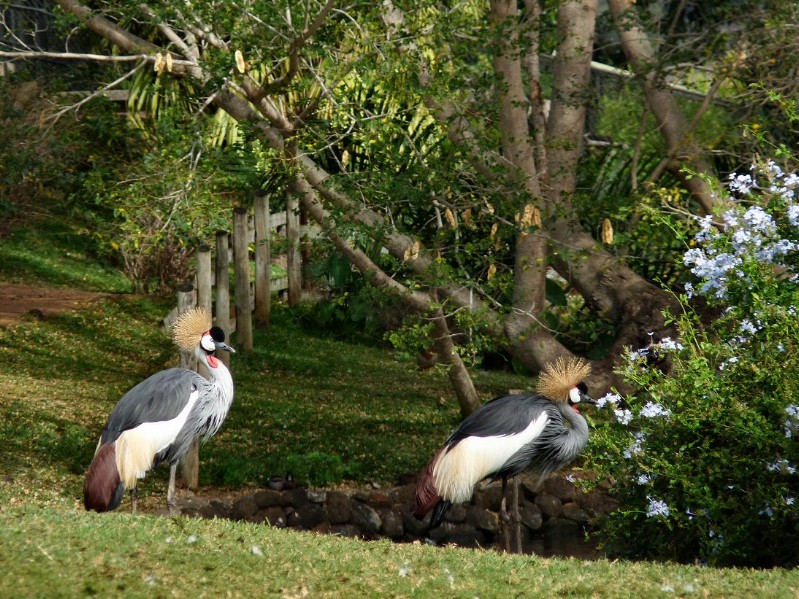 Tiere im Park