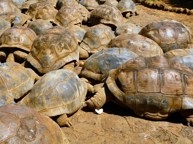 Römische Panzerformation......