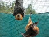 Mauritian Fruit Bats, kommen hier häufig vor, auch bei uns im Garten