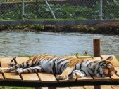 Tiger träumt von dicken Weissen