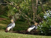 Tiere im Park