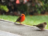 die Vögel sind wieder da
