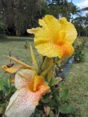 Blumen im botanischen Garten