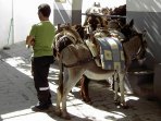 Altstadt von Lindos: Esel-"Taxis" warten auf Kundschaft