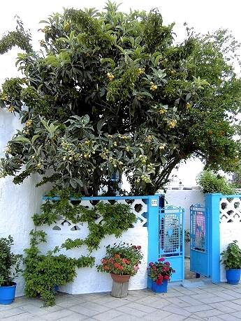 Archangelos: Blumenschmuck am Hauseingang, dahinter ein Zitronenbaum
