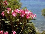 Bucht von Panormitis: Oleander-Bsche gedeihen auch in Symis karger Vegetation