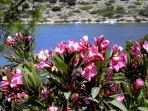 Bucht von Panormitis: Oleander-Bsche gedeihen auch in Symis karger Vegetation