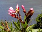 Bucht von Panormitis: Oleander-Bsche gedeihen auch in Symis karger Vegetation