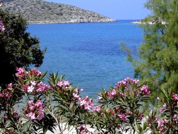 Oleander-Bsche, im Hintergrund die Einfahrt zur Bucht von Panormitis