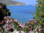 Oleander-Bsche auf Symi, im Hintergrund die Einfahrt zur Bucht von Panormitis